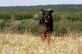 BEAUCERON 731